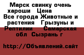 Марск свинку очень хароши › Цена ­ 2 000 - Все города Животные и растения » Грызуны и Рептилии   . Самарская обл.,Сызрань г.